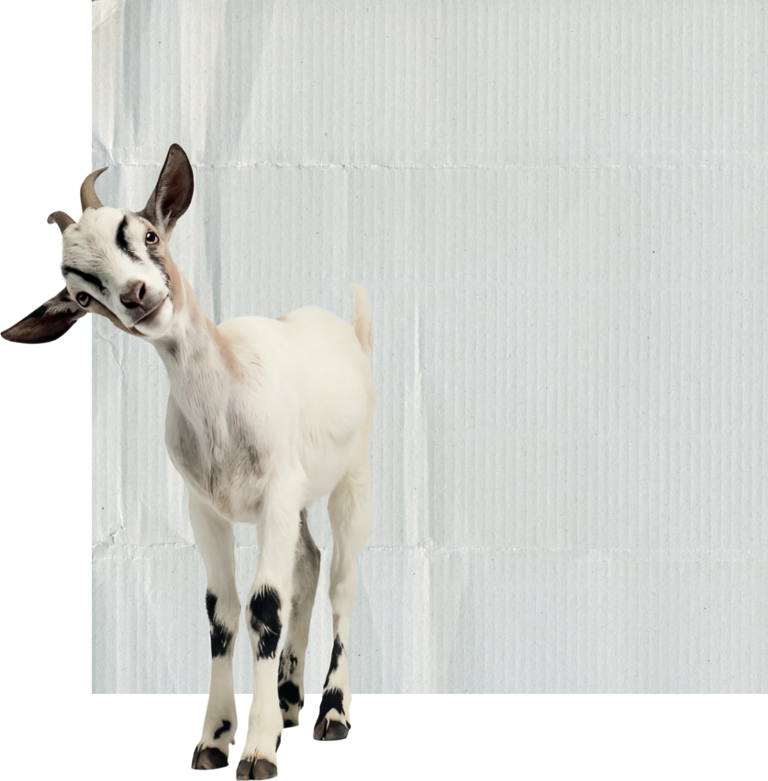 Imaxe dunha cabra sobre fondo gris